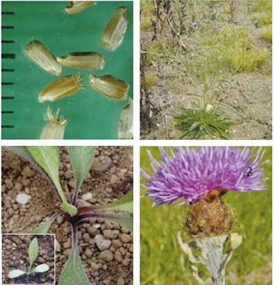 Knapweed at four growth stages